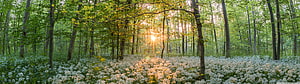 Sunlight streaming through a lush green forest filled with a carpet of white wildflowers HD wallpaper