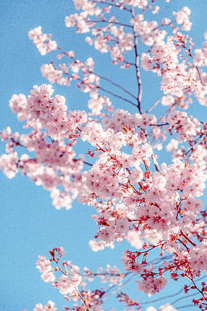 Cherry Blossom Branches in Full Bloom Against a Clear Blue Sky HD phone wallpaper