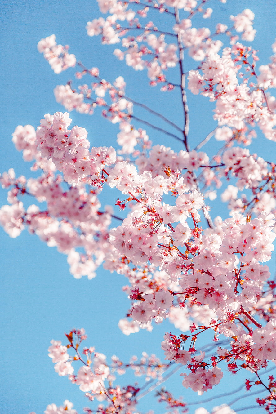 Cherry Blossom Branches in Full Bloom Against a Clear Blue Sky HD phone wallpaper