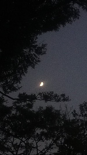 Crescent Moon Glowing Through Silhouetted Tree Branches in a Dark Night Sky HD phone wallpaper