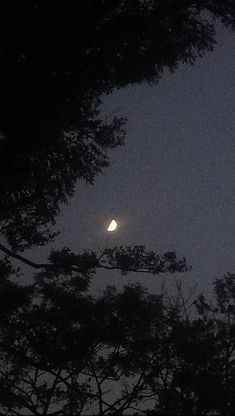 Crescent Moon Glowing Through Silhouetted Tree Branches in a Dark Night Sky HD phone wallpaper