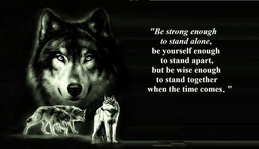 Majestic Wolf Pack Portrait With Inspirational Quote On Dark Background HD wallpaper