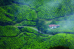 Misty Munnar Tea Plantations in Kerala with Winding Road and Rustic Cottage HD wallpaper