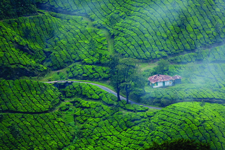 Misty Munnar Tea Plantations in Kerala with Winding Road and Rustic Cottage HD wallpaper