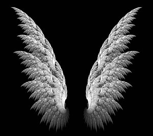 Detailed White Angel Wings Spread Against a Dark Background HD wallpaper