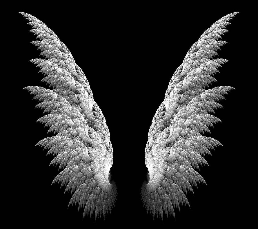 Detailed White Angel Wings Spread Against a Dark Background HD wallpaper