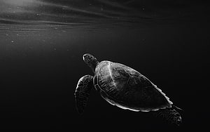 Black and White Sea Turtle Swimming Underwater in Dark Ocean Depths HD wallpaper