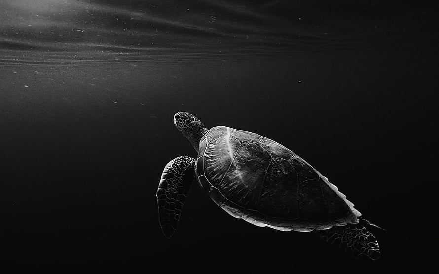 Black and White Sea Turtle Swimming Underwater in Dark Ocean Depths HD wallpaper