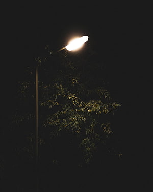 Glowing Street Lamp Illuminating Bamboo Leaves Against Dark Night Sky HD phone wallpaper
