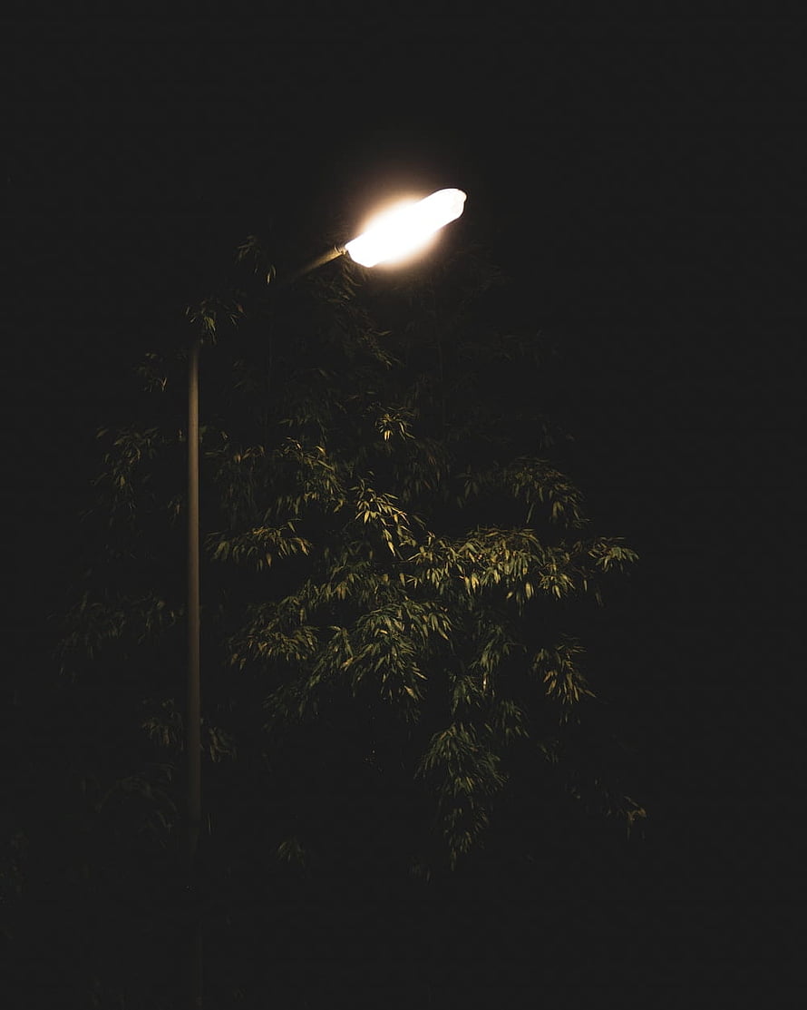 Glowing Street Lamp Illuminating Bamboo Leaves Against Dark Night Sky HD phone wallpaper