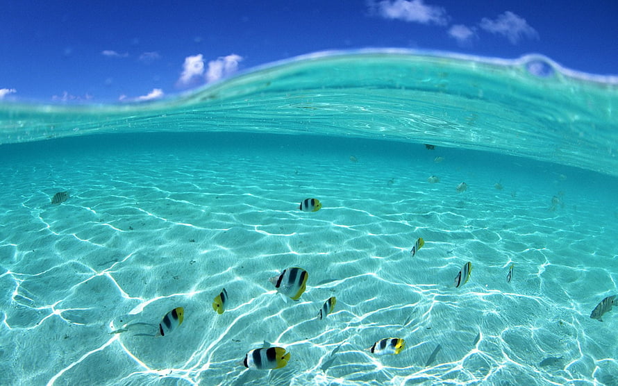 Underwater Split View of Tropical Reef with Butterflyfish and Sunlit Sand HD wallpaper