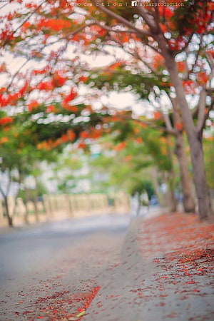 Scenic Path Lined with Red Flame Trees and Fallen Petals HD phone wallpaper