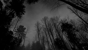 Dark Forest Silhouettes Against a Foggy Grey Sky HD wallpaper