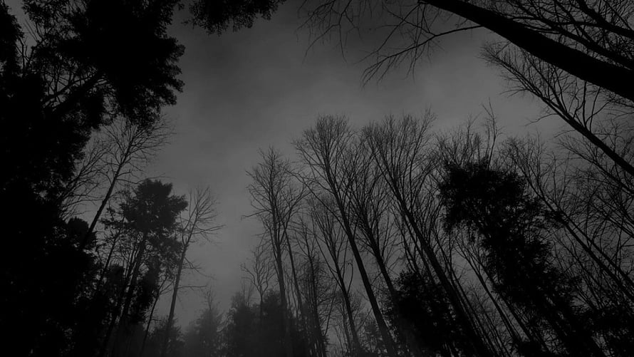 Dark Forest Silhouettes Against a Foggy Grey Sky HD wallpaper