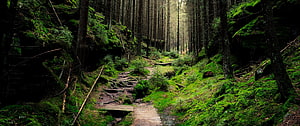 Mystical Mossy Forest Trail with Wooden Bridge and Tall Pine Trees HD wallpaper