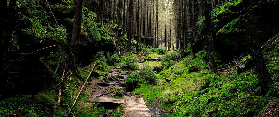 Mystical Mossy Forest Trail with Wooden Bridge and Tall Pine Trees HD wallpaper