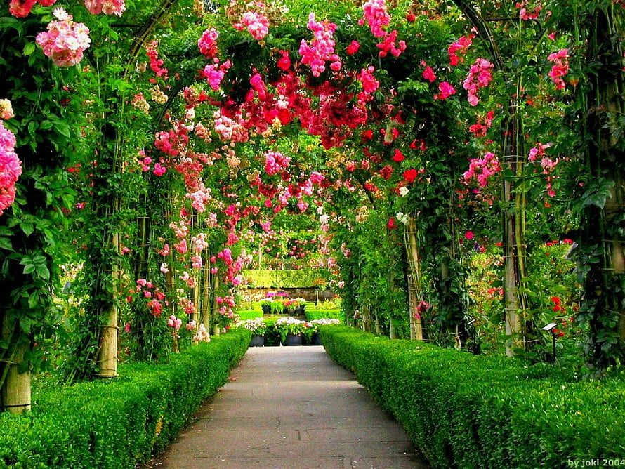 Floral Rose Archway Garden Path With Vibrant Pink And Red Blooms HD wallpaper