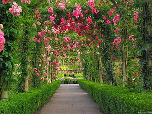 Vibrant Rose Archway Garden Path With Lush Green Hedges And Pink Blooms HD wallpaper