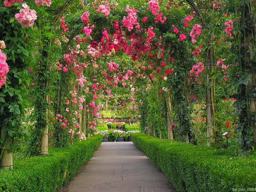 Vibrant Rose Archway Garden Path With Lush Green Hedges And Pink Blooms HD wallpaper