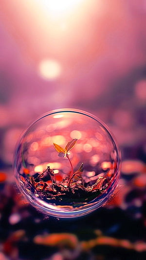 Delicate Seedling Growing Inside a Glass Sphere with Soft Pink Bokeh Background HD phone wallpaper