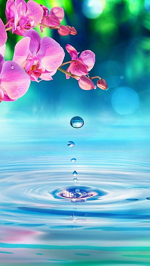 Pink Orchid Blooms with Falling Water Drops on Blue Background HD phone wallpaper