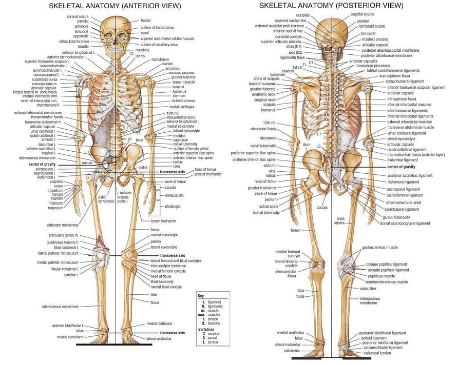 Detailed Human Skeletal Anatomy Chart with Anterior and Posterior Bone Labels, Human Body Bones, #human body HD wallpaper