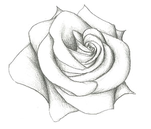 Realistic Pencil Sketch of a Blooming Rose with Detailed Shading and Petal Texture HD wallpaper