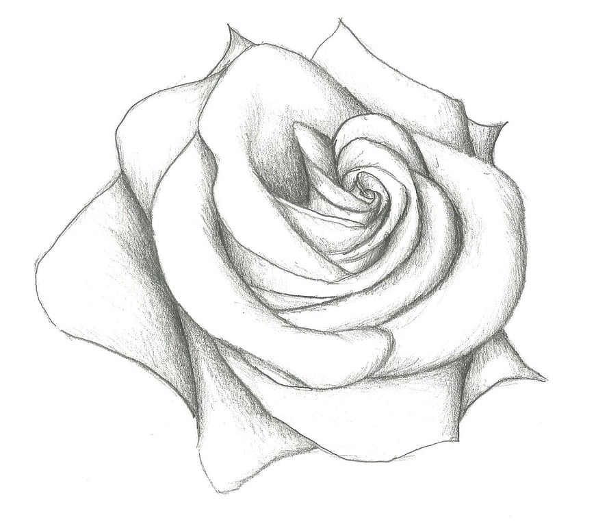 Realistic Pencil Sketch of a Blooming Rose with Detailed Shading and Petal Texture HD wallpaper
