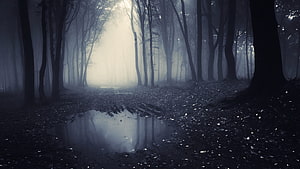 Misty Forest Path with Reflection in a Dark Autumn Woodland HD wallpaper