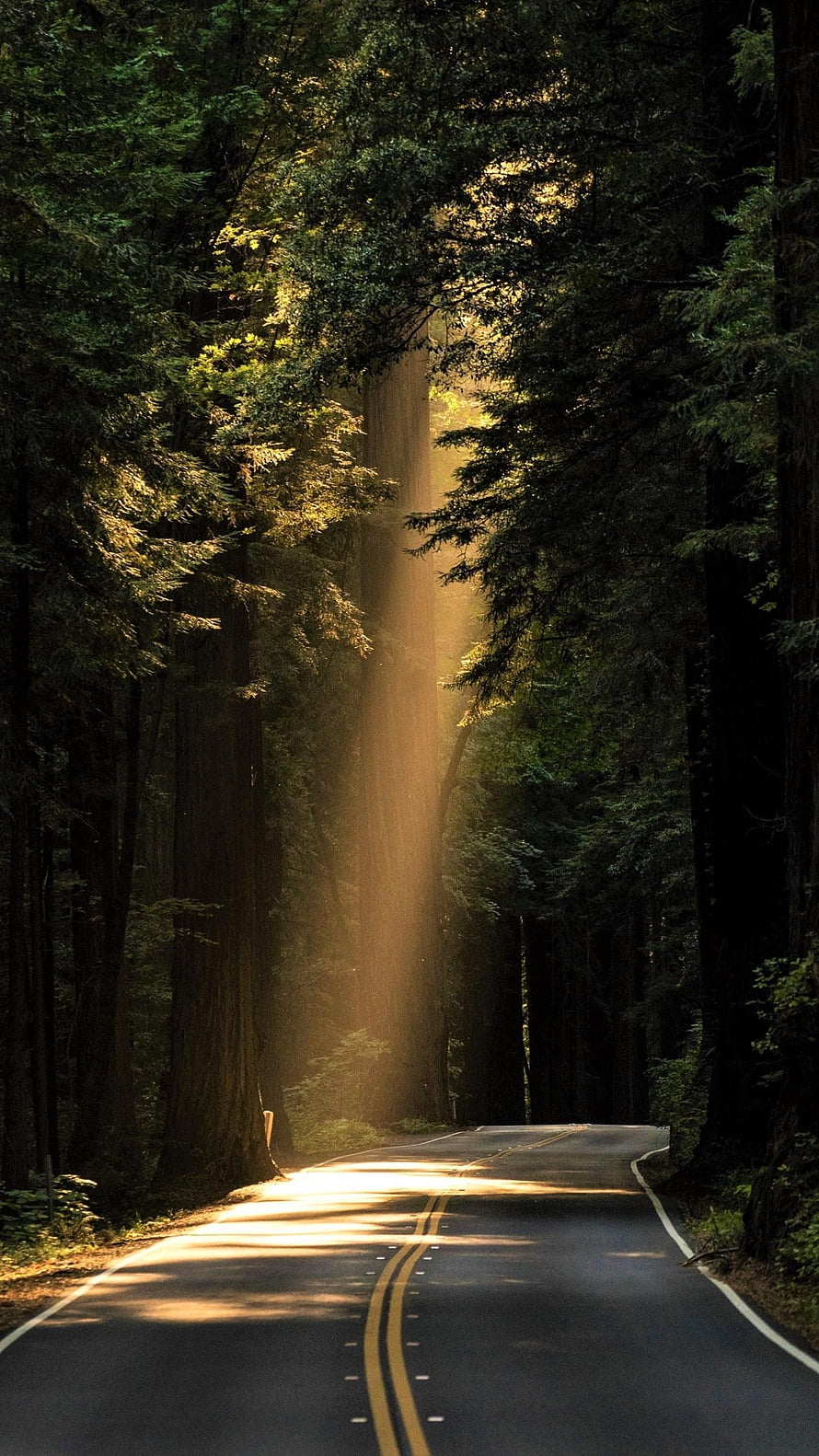 Sunbeams streaming through a dense forest onto a winding paved road HD phone wallpaper