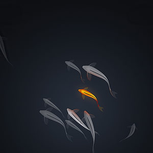 Minimalist Koi Fish School with Single Golden Accent on Dark Background HD phone wallpaper