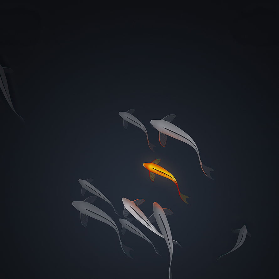 Minimalist Koi Fish School with Single Golden Accent on Dark Background HD phone wallpaper