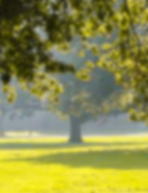 Soft Focus Misty Meadow with Solitary Tree and Sunlit Grass HD phone wallpaper