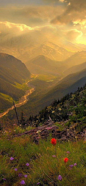 Golden Hour Mountain Valley with Wildflowers and Winding River HD phone wallpaper