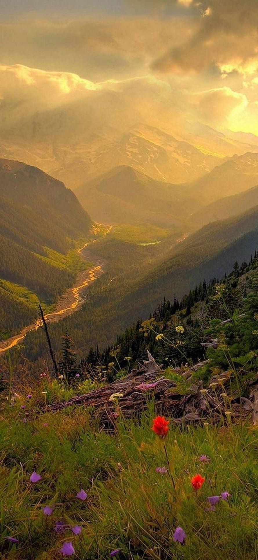 Golden Hour Mountain Valley with Wildflowers and Winding River HD phone wallpaper