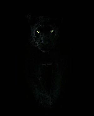 Mysterious Black Panther With Glowing Green Eyes In Dark Shadows HD phone wallpaper