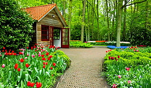 Charming Dutch Garden Cottage Surrounded by Vibrant Tulip Beds and Lush Greenery HD wallpaper