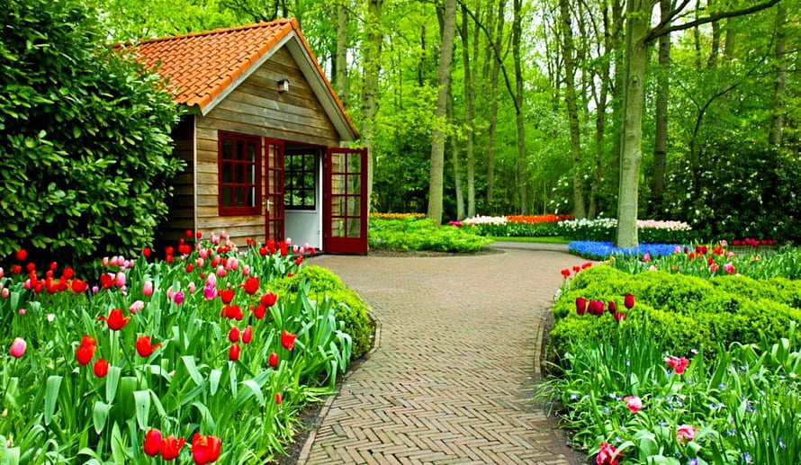 Charming Dutch Garden Cottage Surrounded by Vibrant Tulip Beds and Lush Greenery HD wallpaper