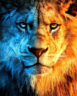Duality Lion Portrait With Split Blue And Orange Color Grading HD phone wallpaper