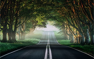 Misty Tree-Lined Country Road Vanishing Into Morning Fog HD wallpaper