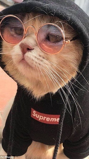 Cute Cat Wearing Round Sunglasses and a Black Supreme Hoodie HD phone wallpaper