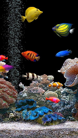 Vibrant Tropical Fish Swimming Over Colorful Coral Reef With Rising Bubbles HD phone wallpaper