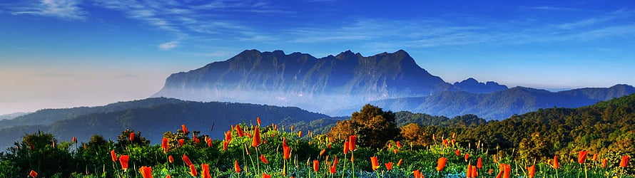 Vibrant Orange Flowers Blooming in a Lush Green Field with Majestic Blue Mountains in the Background HD wallpaper