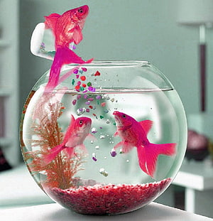 Creative Pink Goldfish Jumping Out of Round Fishbowl with Colorful Gravel HD phone wallpaper