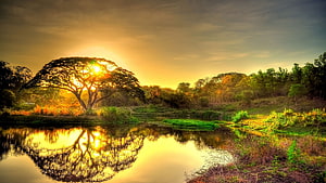 Golden Sunset Over Serene Lake With Majestic Tree Reflection HD wallpaper