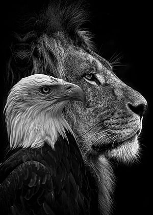 Majestic Black And White Portrait Of A Bald Eagle And Lion In Profile HD phone wallpaper
