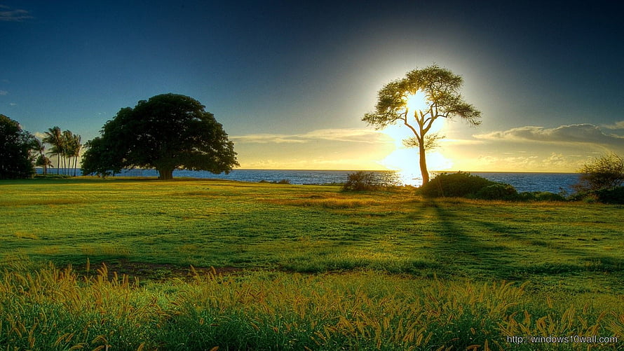 Serene Sunset Over Coastal Grassland With Silhouetted Trees And Ocean Horizon HD wallpaper