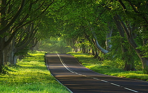 Sunlit Country Road Winding Through a Lush Green Tree Tunnel HD wallpaper