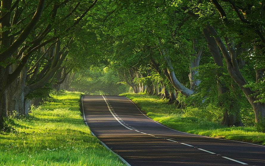 Sunlit Country Road Winding Through a Lush Green Tree Tunnel HD wallpaper