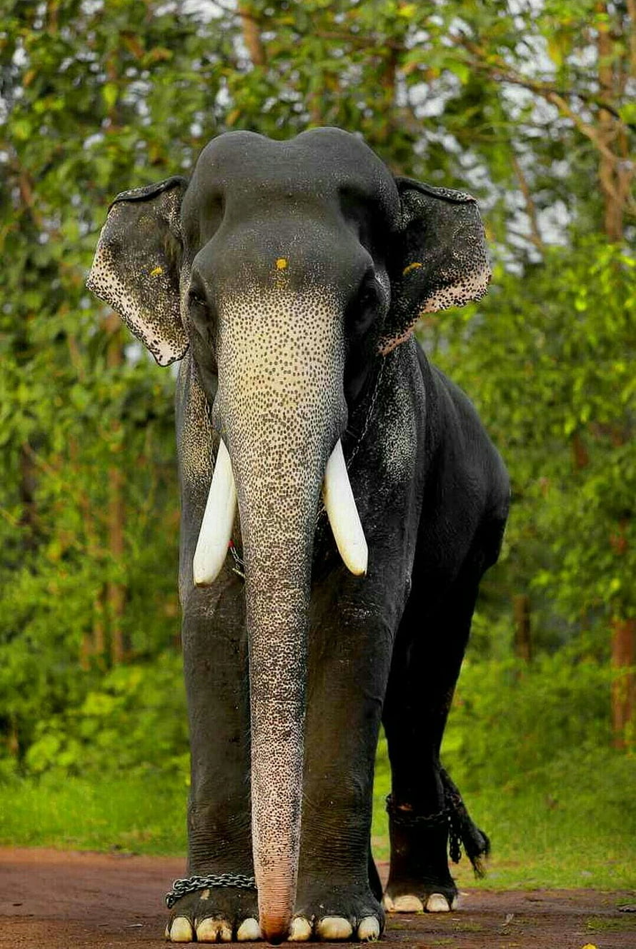 Mangalamkunnu Karnan Asian Elephant Portrait with Tusks and Chains in Lush Green Forest HD phone wallpaper